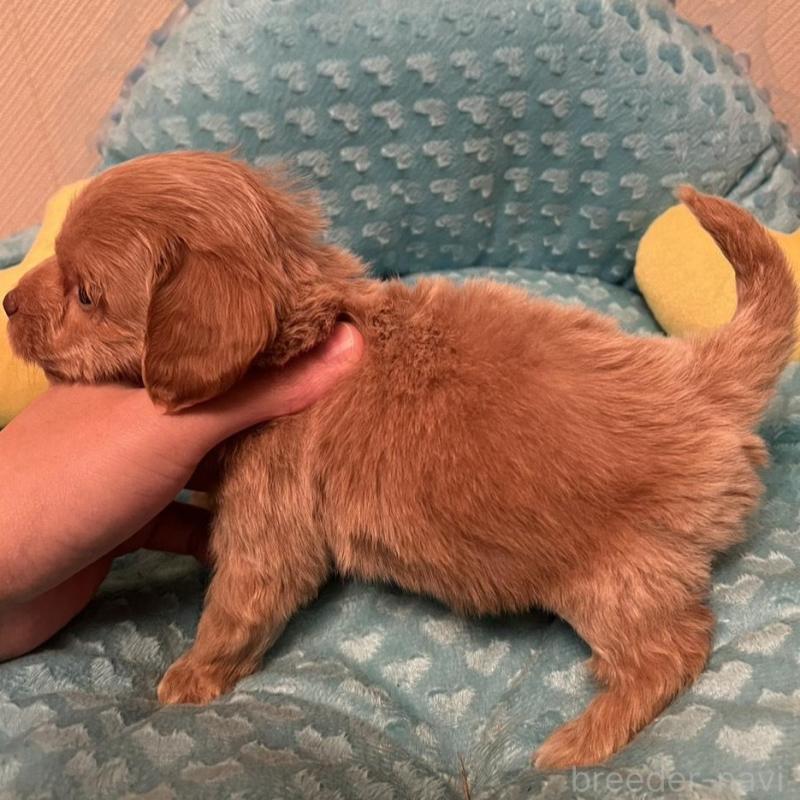 販売中の福岡県のダップー:ミニチュアダックスフンド×トイプードル-438176の6枚目