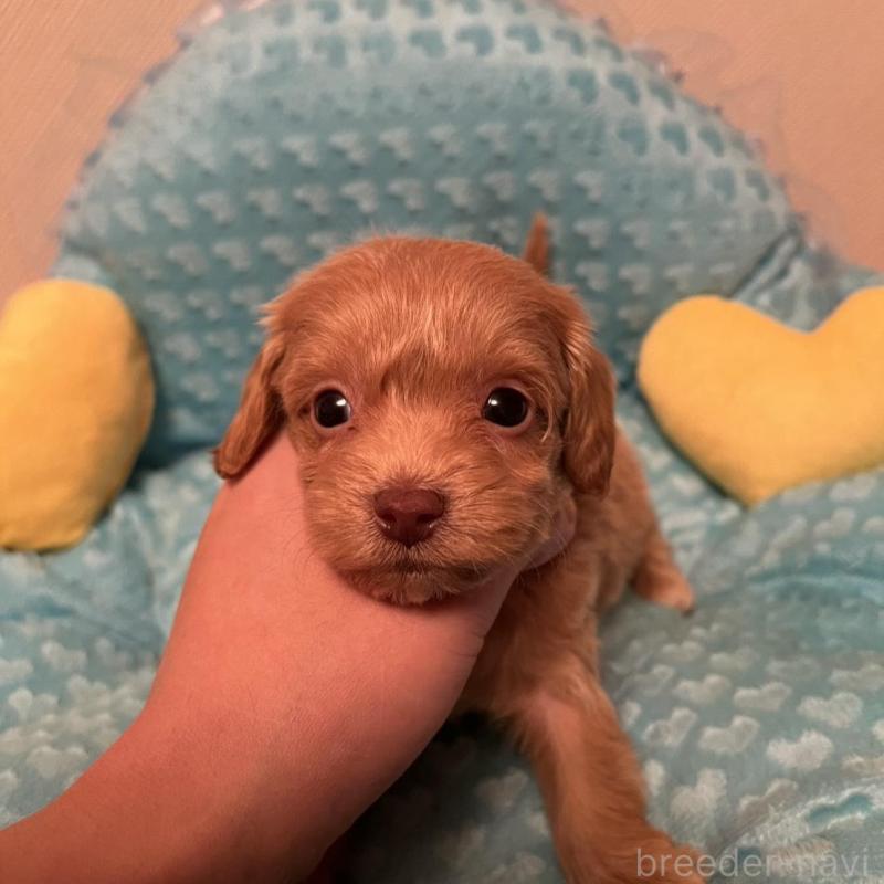 販売中の福岡県のダップー:ミニチュアダックスフンド×トイプードル-438176の5枚目