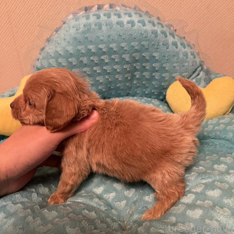 販売中の福岡県のダップー:ミニチュアダックスフンド×トイプードル-438176の4枚目