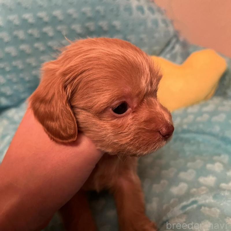 販売中の福岡県のダップー:ミニチュアダックスフンド×トイプードル-438176の2枚目