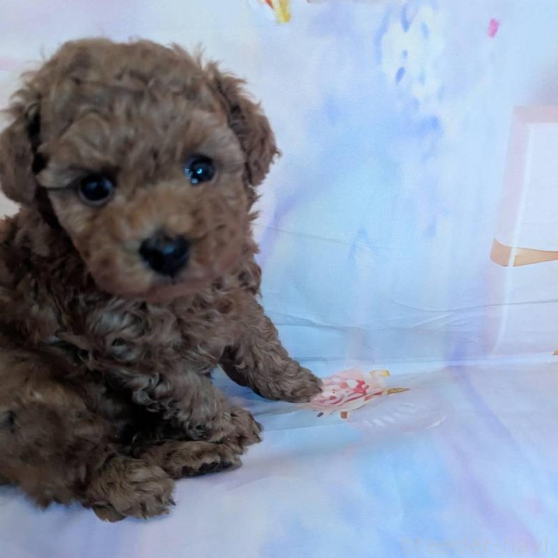 販売中の徳島県のタイニープードル-438177の1枚目