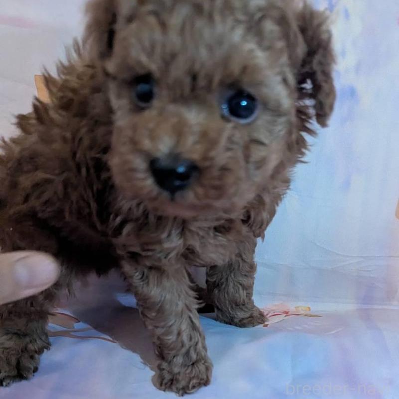 販売中の徳島県のタイニープードル-438177の2枚目