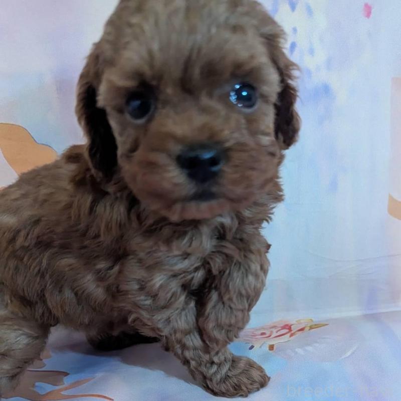 販売中の徳島県のティーカッププードル-438178の2枚目