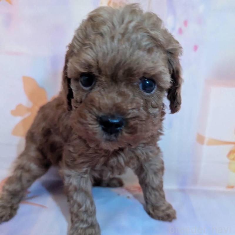 販売中の徳島県のティーカッププードル-438178の1枚目