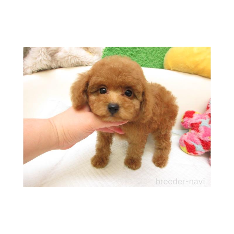 販売中の大阪府のトイプードル-438179