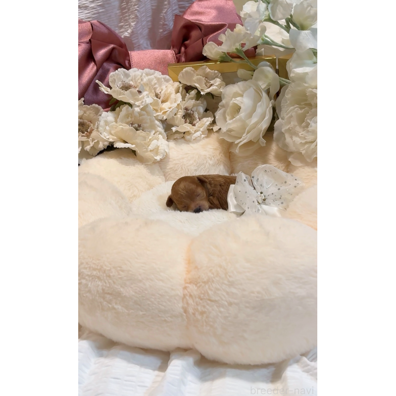 販売中の大阪府のティーカッププードル-437962の2枚目