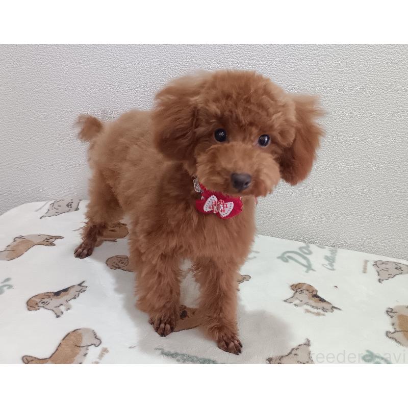 販売中の奈良県のタイニープードル-409277の3枚目