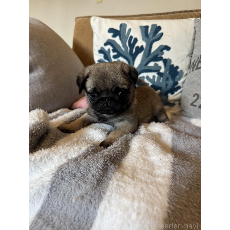 販売中の鹿児島県のパグ-438181の9枚目