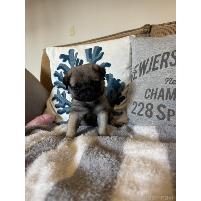 販売中の鹿児島県のパグ-438181の8枚目