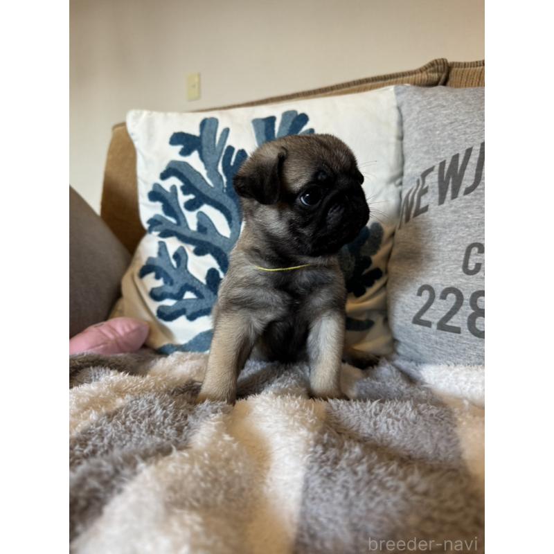 販売中の鹿児島県のパグ-438181の7枚目