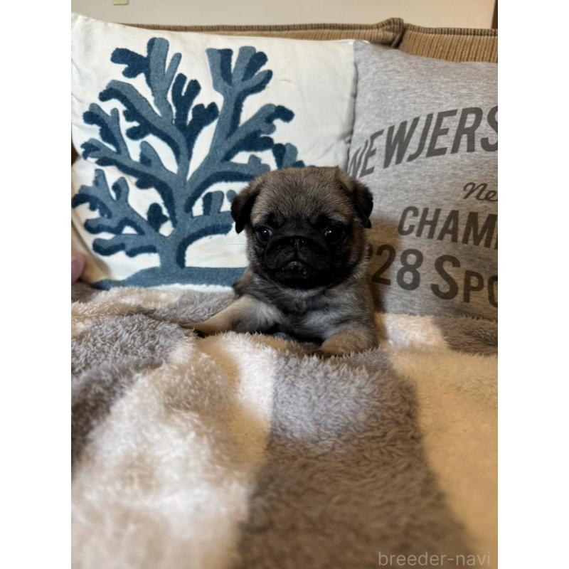 販売中の鹿児島県のパグ-438181の6枚目