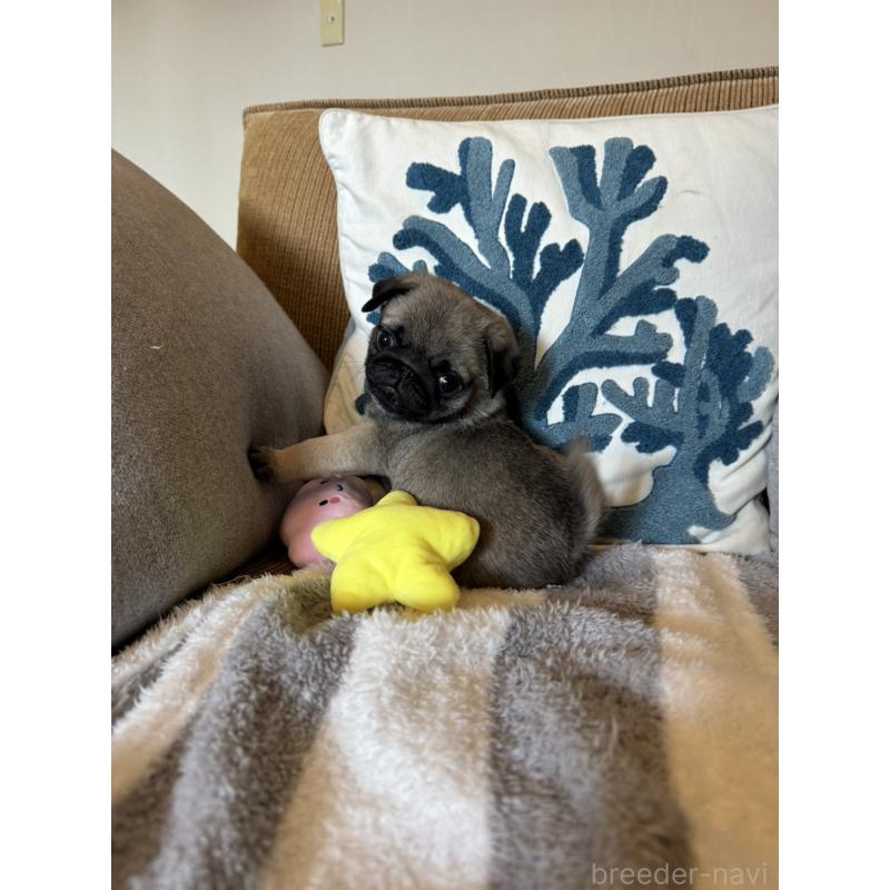 販売中の鹿児島県のパグ-438181の5枚目