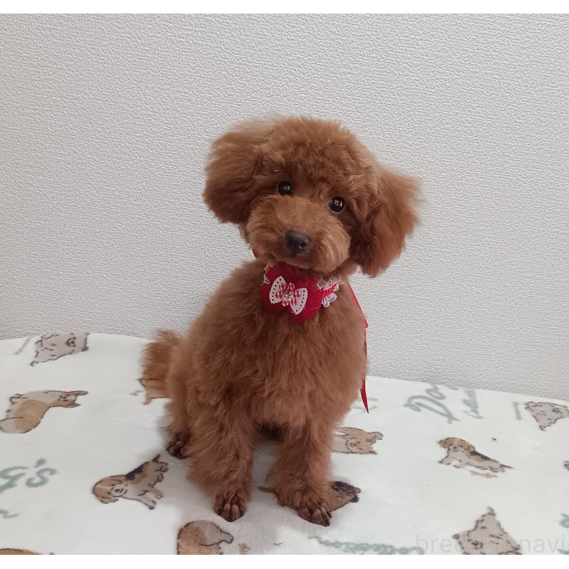 販売中の奈良県のタイニープードル-409277の2枚目