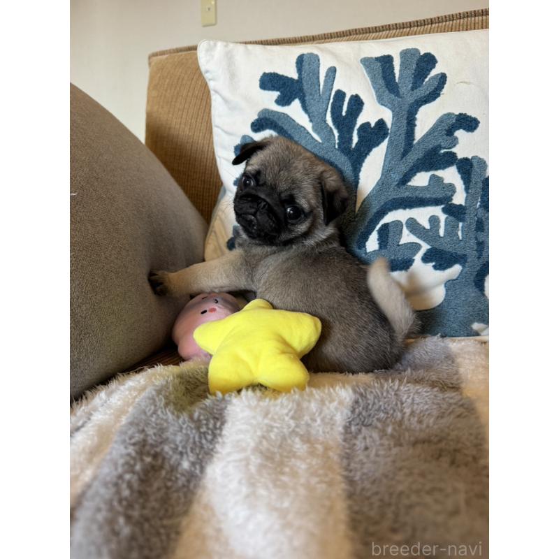 販売中の鹿児島県のパグ-438181の4枚目