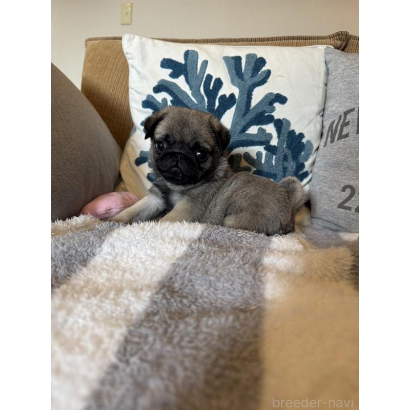 販売中の鹿児島県のパグ-438181の3枚目