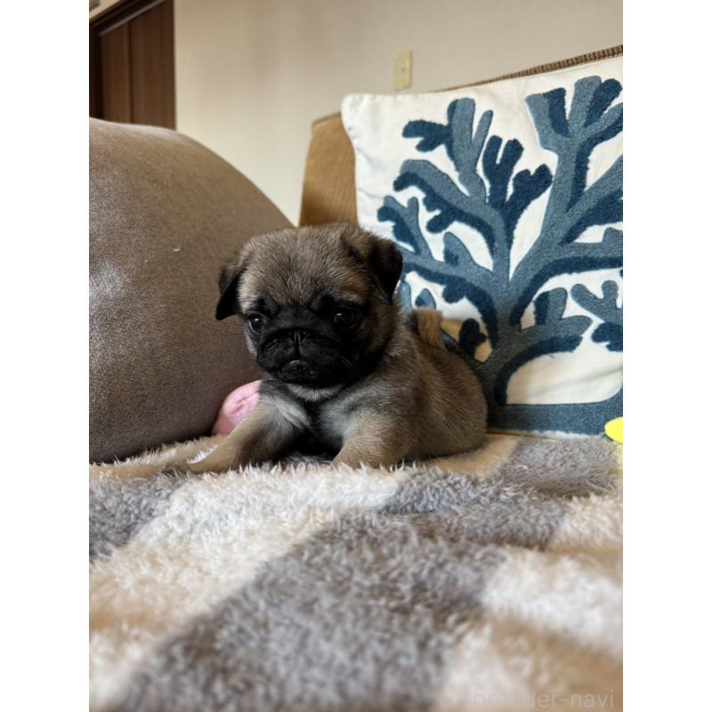 販売中の鹿児島県のパグ-438181の2枚目