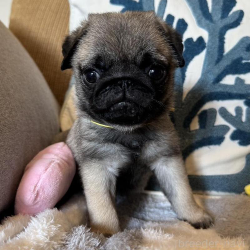 販売中の鹿児島県のパグ-438181の1枚目