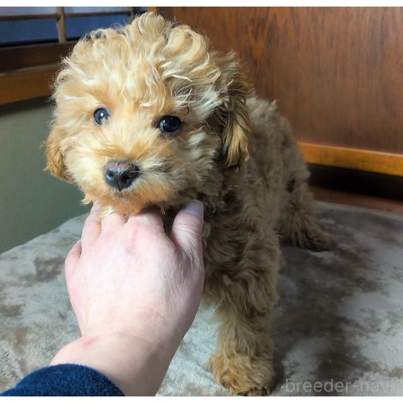 販売中の秋田県のマルプー:マルチーズ×トイプードル-424434の5枚目