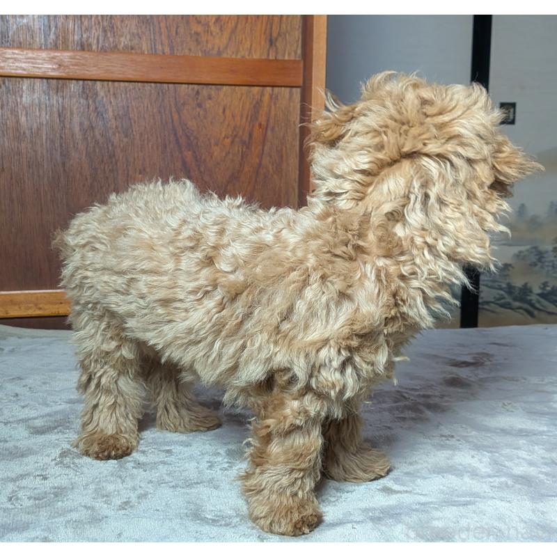 販売中の秋田県のマルプー:マルチーズ×トイプードル-424434の4枚目