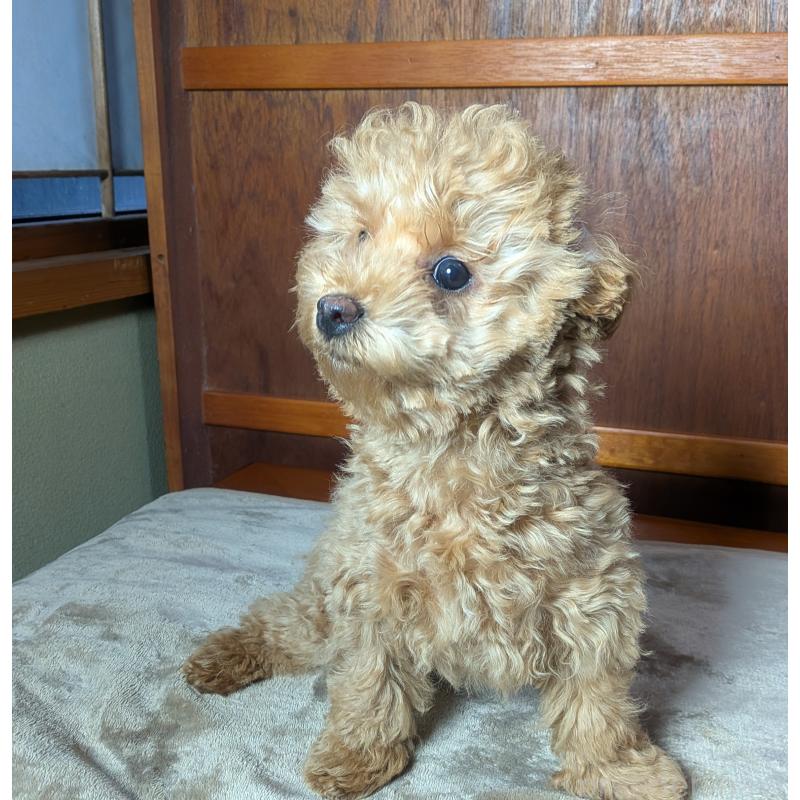 販売中の秋田県のマルプー:マルチーズ×トイプードル-424434の3枚目