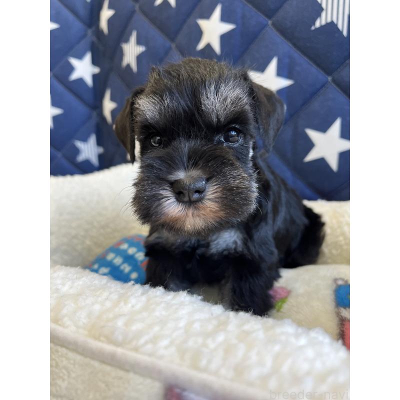 販売中の静岡県のミニチュアシュナウザー-438183の5枚目