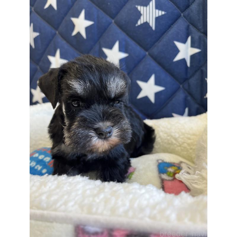 販売中の静岡県のミニチュアシュナウザー-438183の4枚目