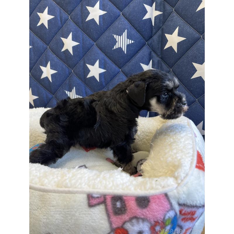 販売中の静岡県のミニチュアシュナウザー-438183の3枚目