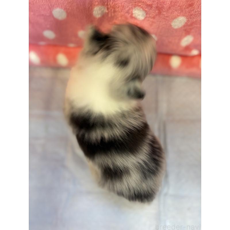 成約済の静岡県のシェットランドシープドッグ(シェルティ)-435478の10枚目