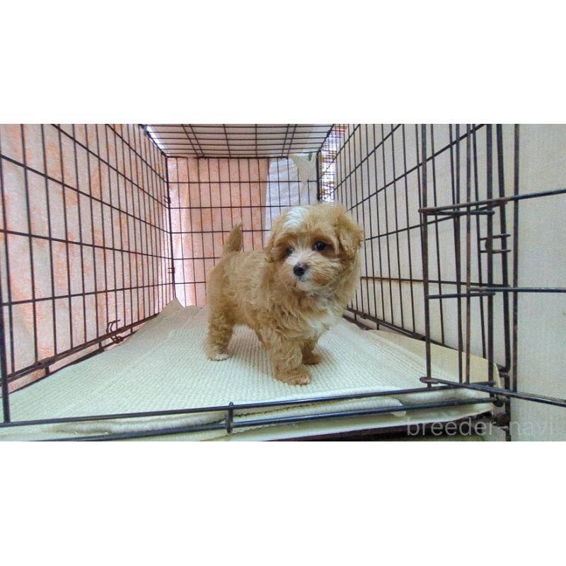 成約済の茨城県のマルプー:マルチーズ×トイプードル-438186の6枚目