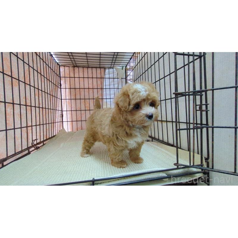 成約済の茨城県のマルプー:マルチーズ×トイプードル-438186の4枚目