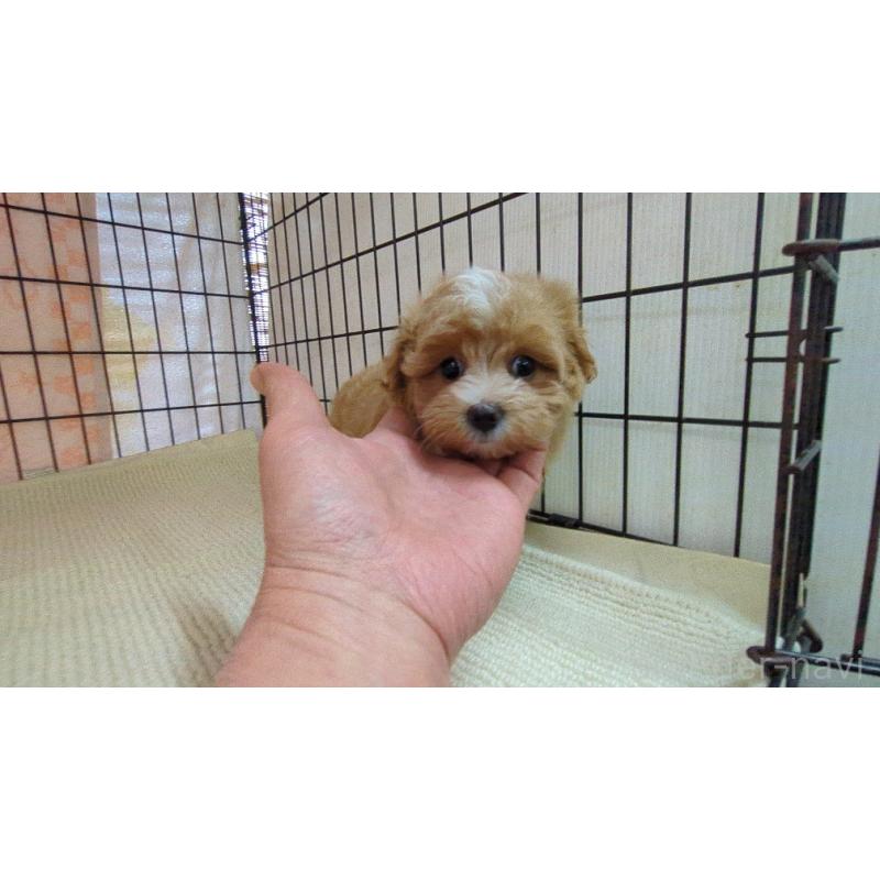 成約済の茨城県のマルプー:マルチーズ×トイプードル-438186の3枚目