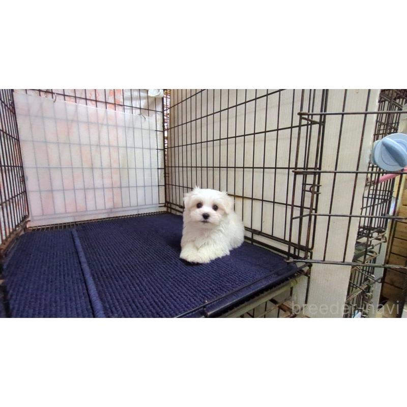 成約済の茨城県のマルチーズ-438187の1枚目