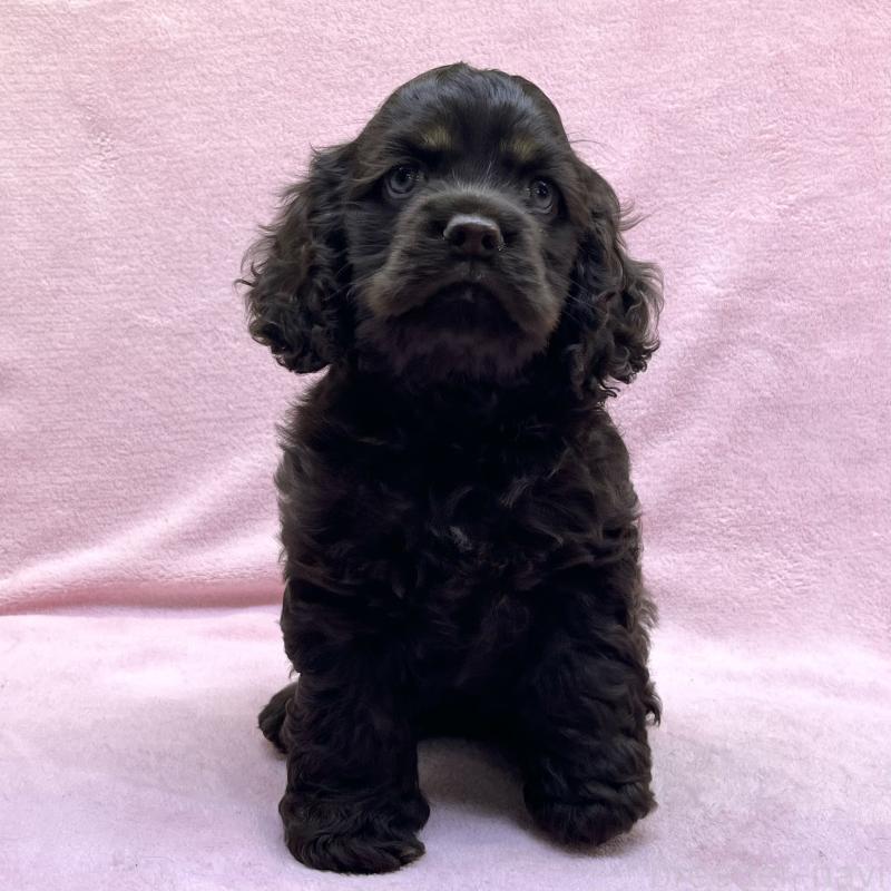 成約済の大阪府のアメリカンコッカースパニエル-431095の1枚目