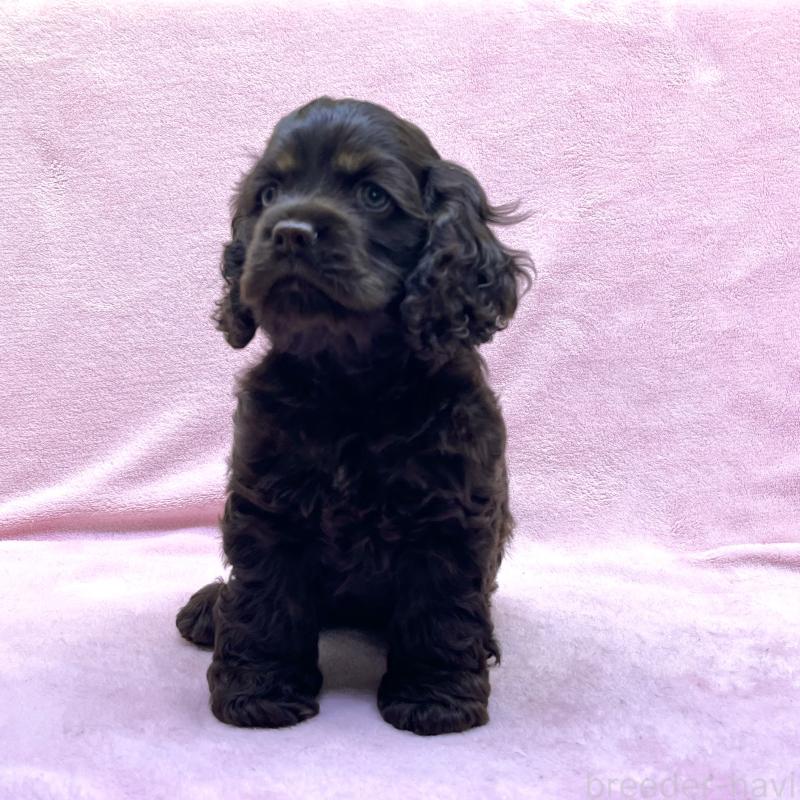 成約済の大阪府のアメリカンコッカースパニエル-431095の10枚目