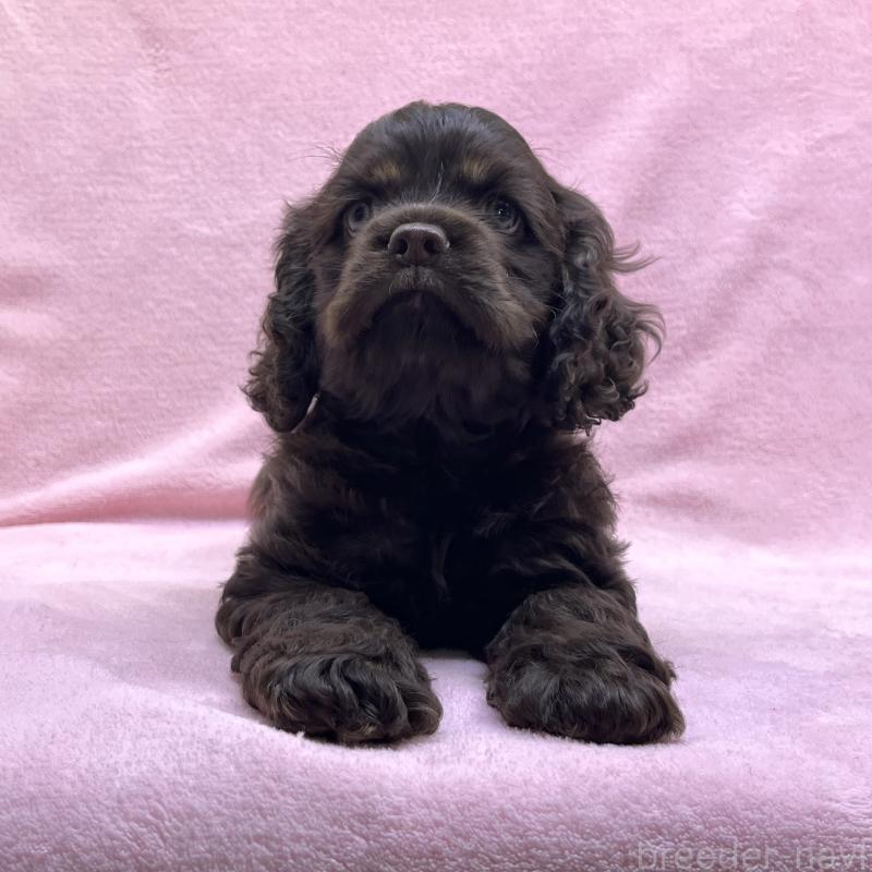 成約済の大阪府のアメリカンコッカースパニエル-431095の9枚目