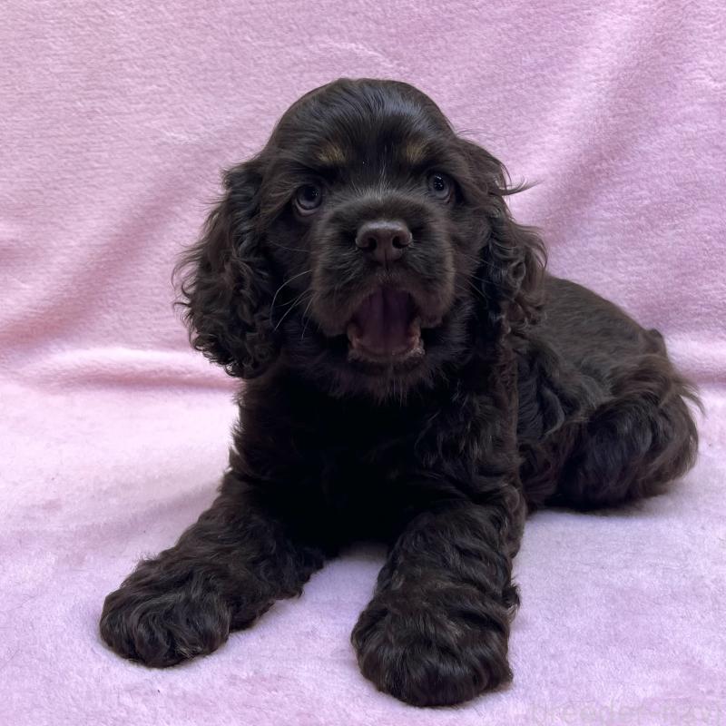 成約済の大阪府のアメリカンコッカースパニエル-431095の8枚目