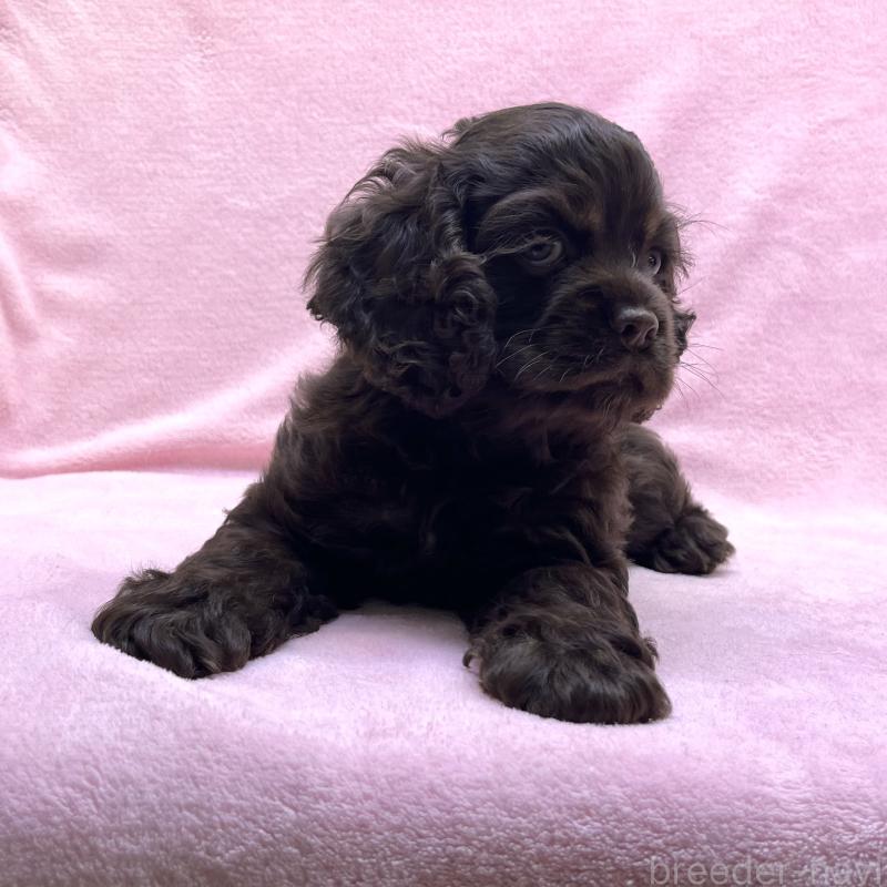 成約済の大阪府のアメリカンコッカースパニエル-431095の7枚目