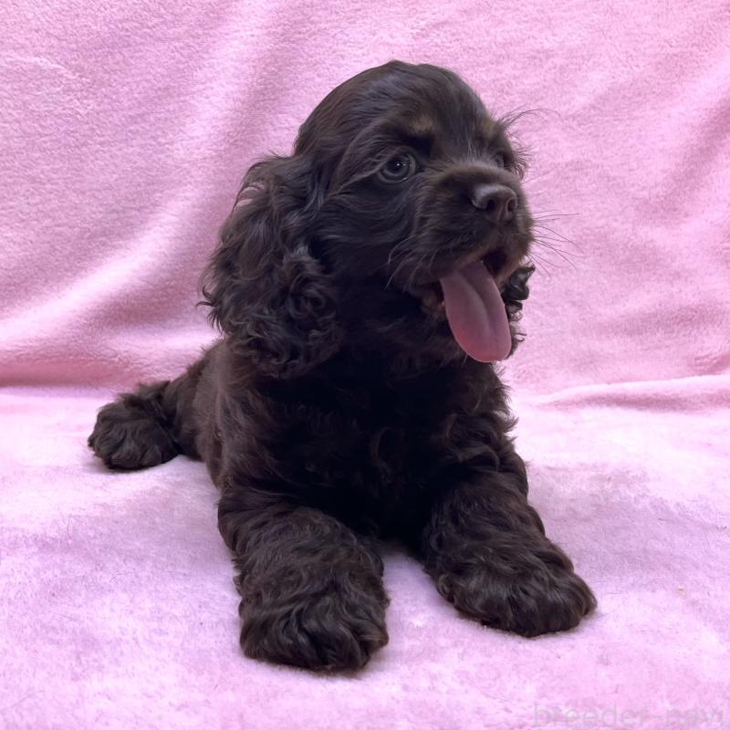 成約済の大阪府のアメリカンコッカースパニエル-431095の6枚目