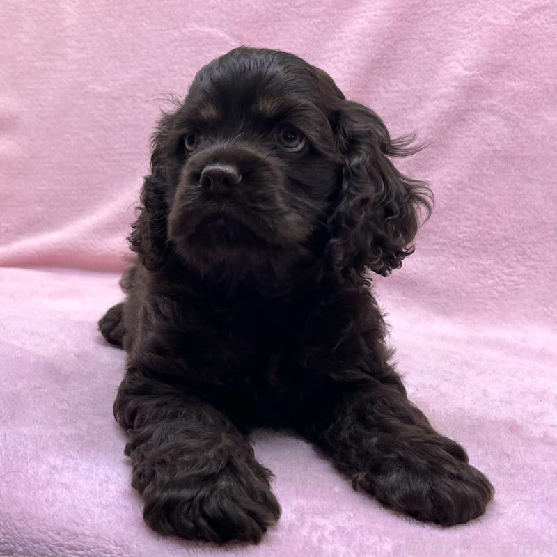 成約済の大阪府のアメリカンコッカースパニエル-431095の5枚目