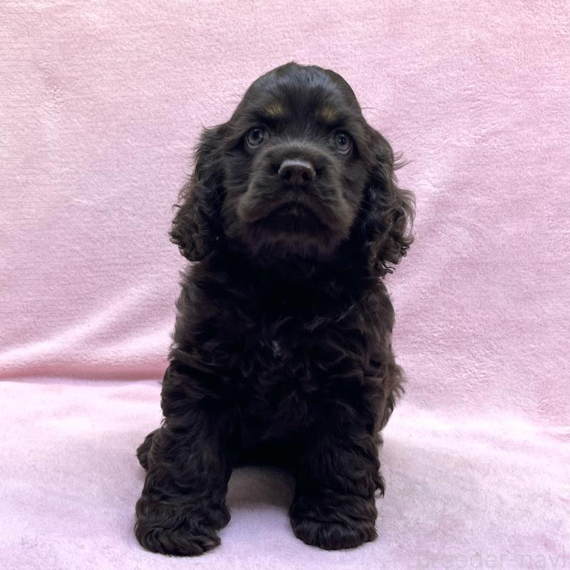 成約済の大阪府のアメリカンコッカースパニエル-431095の4枚目