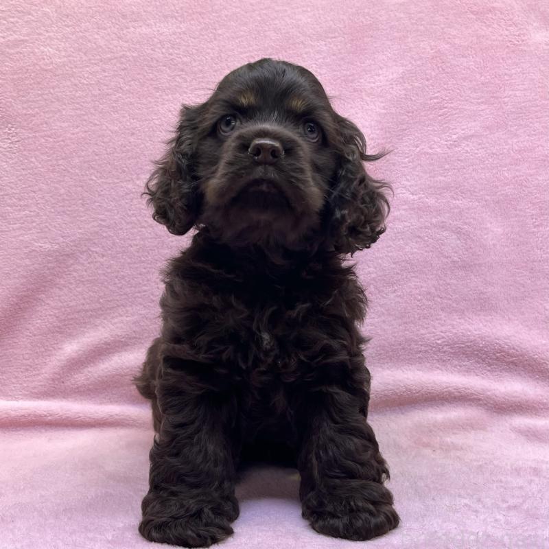 成約済の大阪府のアメリカンコッカースパニエル-431095の3枚目