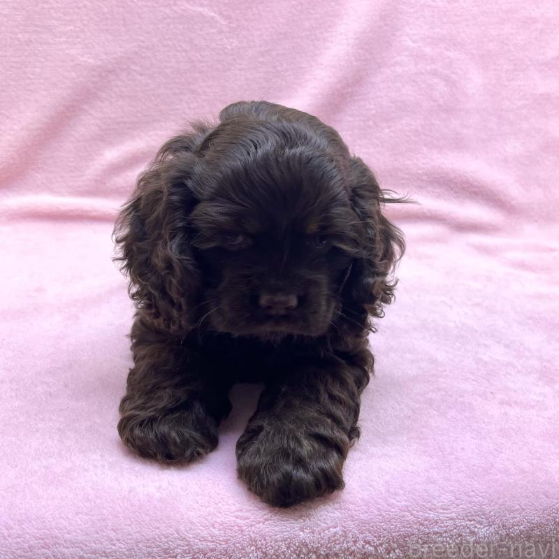 成約済の大阪府のアメリカンコッカースパニエル-431095の2枚目