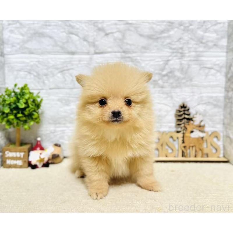 販売中の岐阜県のポメラニアン-434715の9枚目