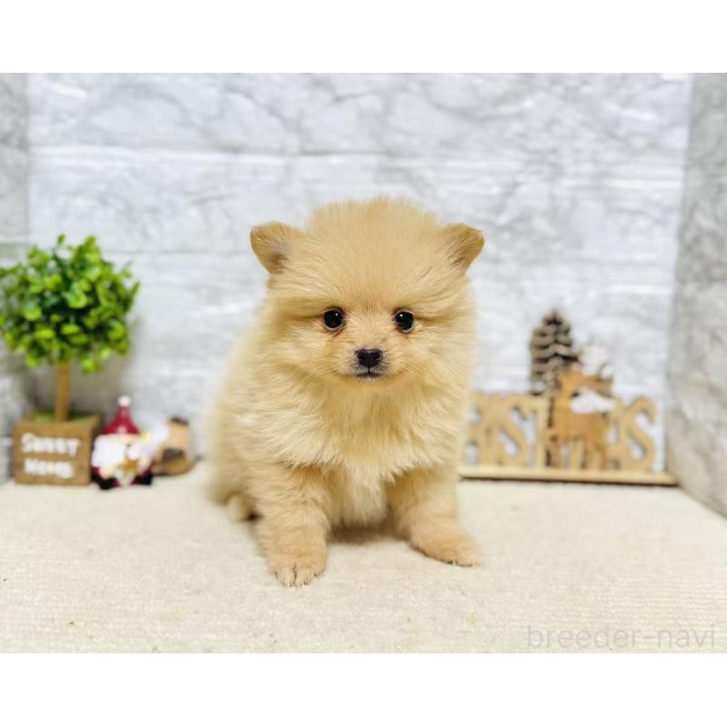 販売中の岐阜県のポメラニアン-434715の8枚目