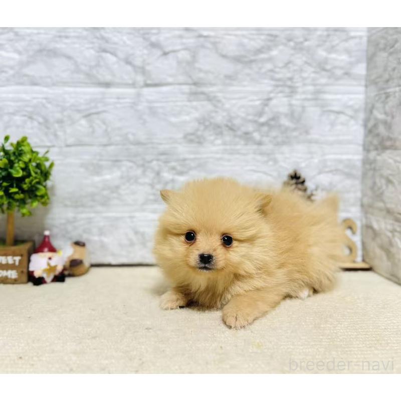 販売中の岐阜県のポメラニアン-434715の7枚目