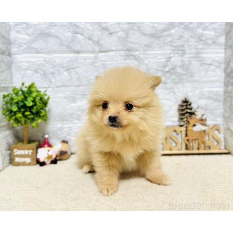 販売中の岐阜県のポメラニアン-434715の6枚目