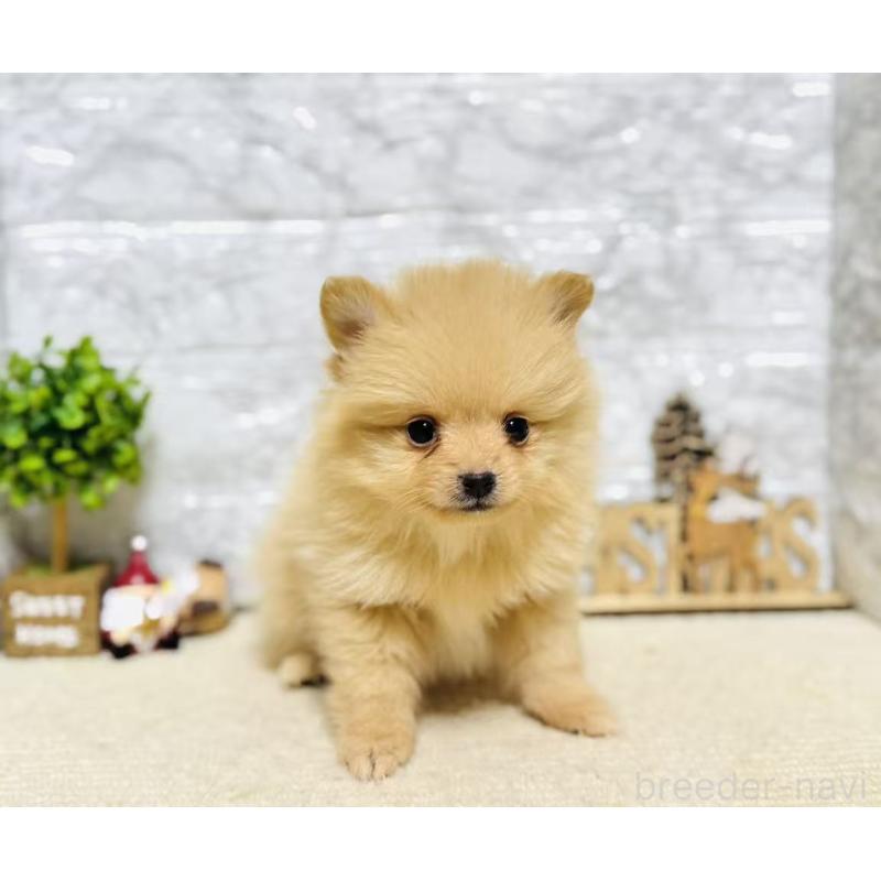 販売中の岐阜県のポメラニアン-434715の4枚目