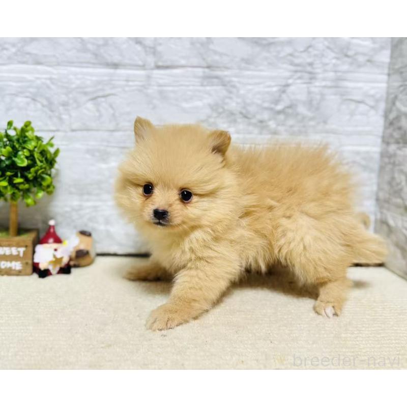 販売中の岐阜県のポメラニアン-434715の5枚目