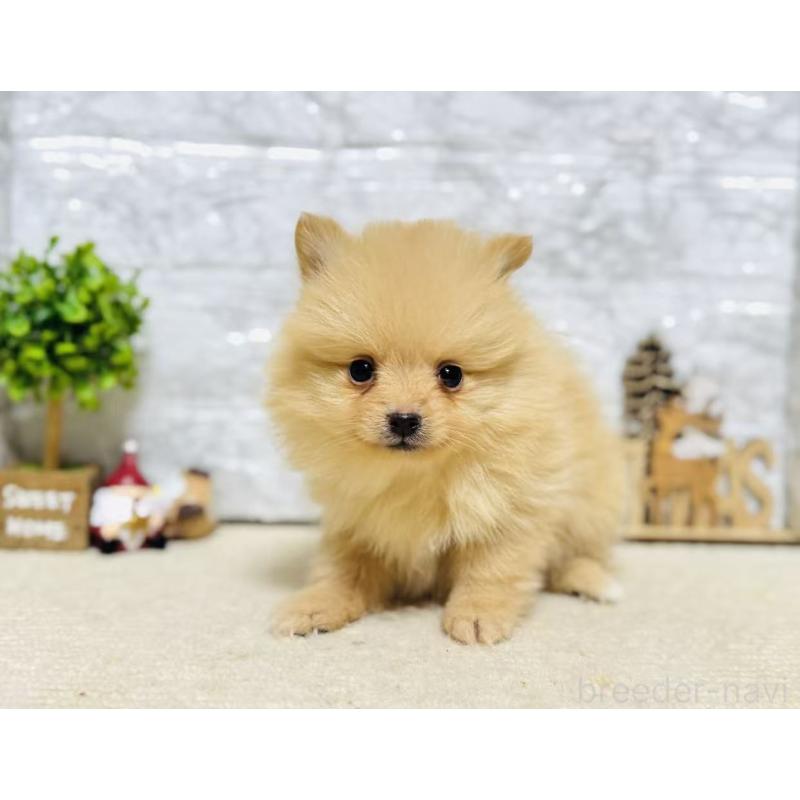 販売中の岐阜県のポメラニアン-434715の3枚目