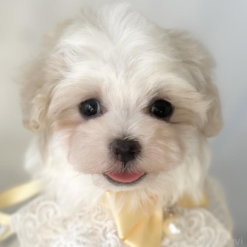 販売中の愛知県のマルチーズ-438188